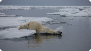 cineflex_polarbear_3